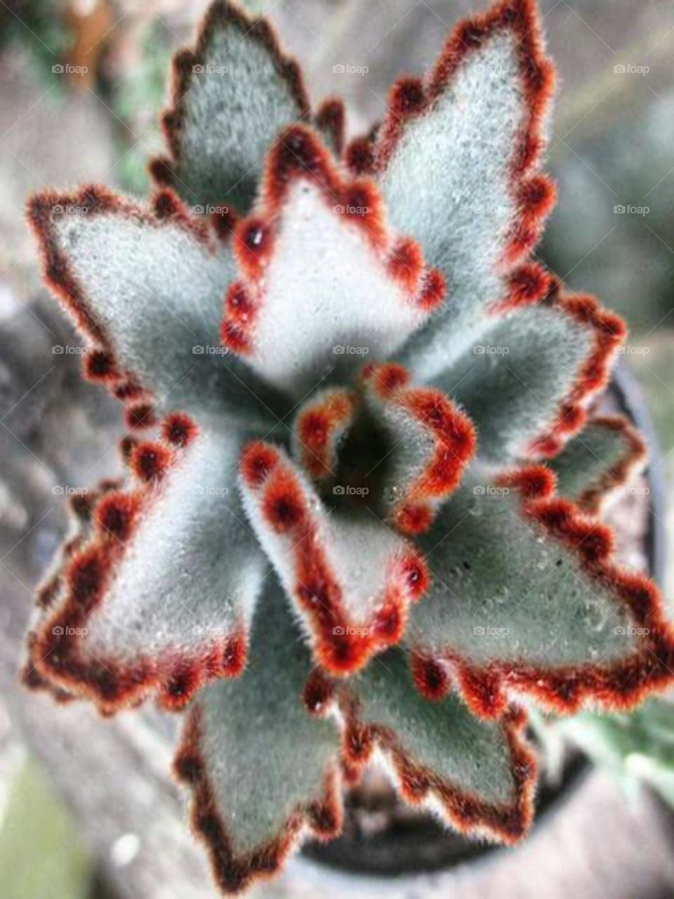 Kalanchoe tomentosa