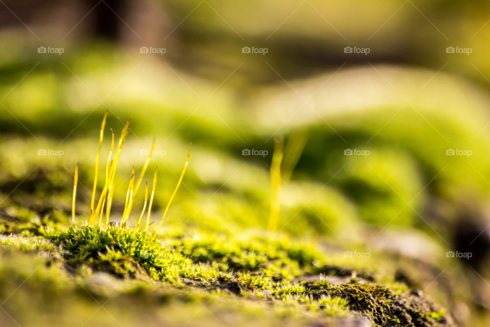 Close-up of green grass