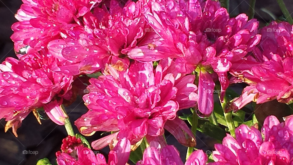 Pink chyrsanthemum