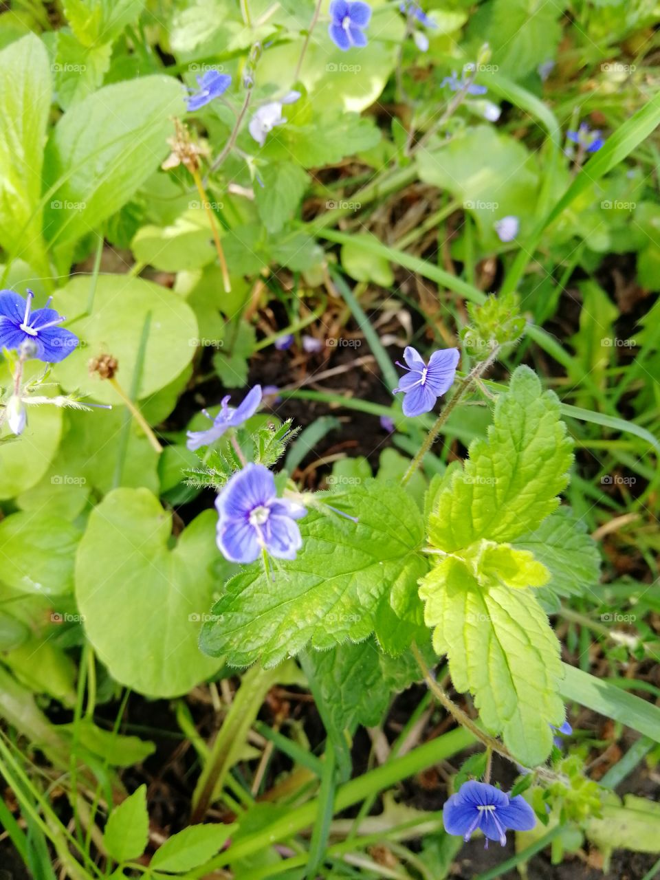 Flowers summer