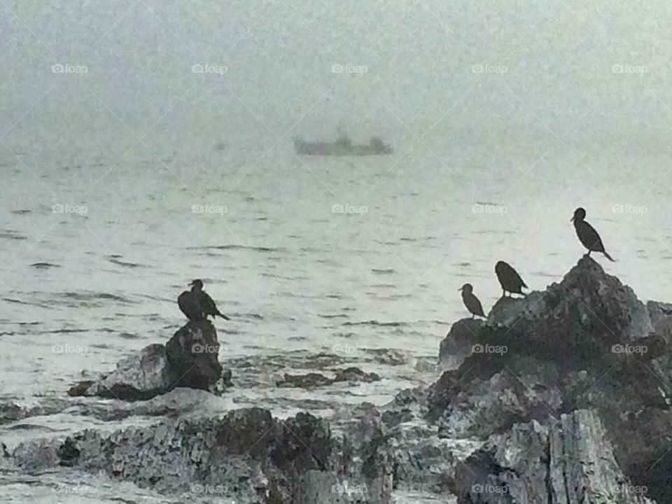 Maine beach birds