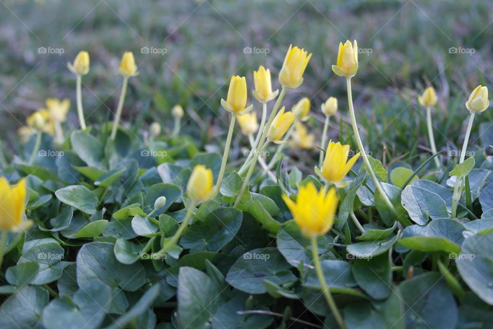 Lesser celandine at sunset 