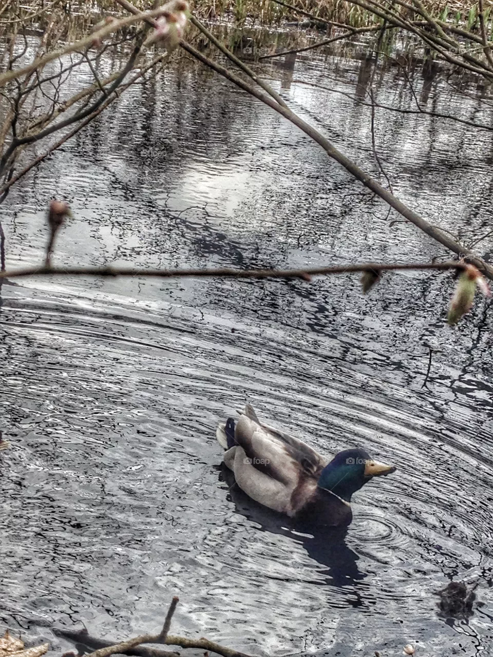 Duck 