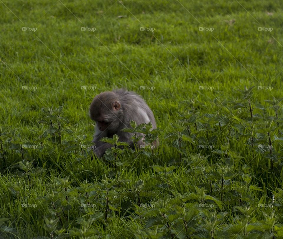 monkey  foraging 