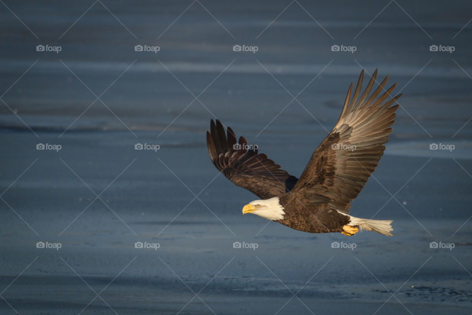 A bald eagle soars over the Mystic Lakes 