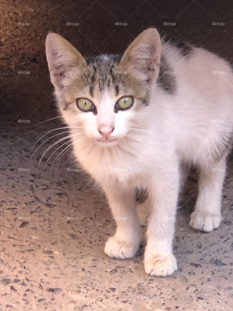 Beautiful cat looking at camera 