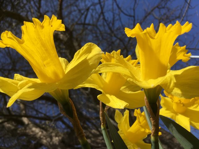 Daffodil 
