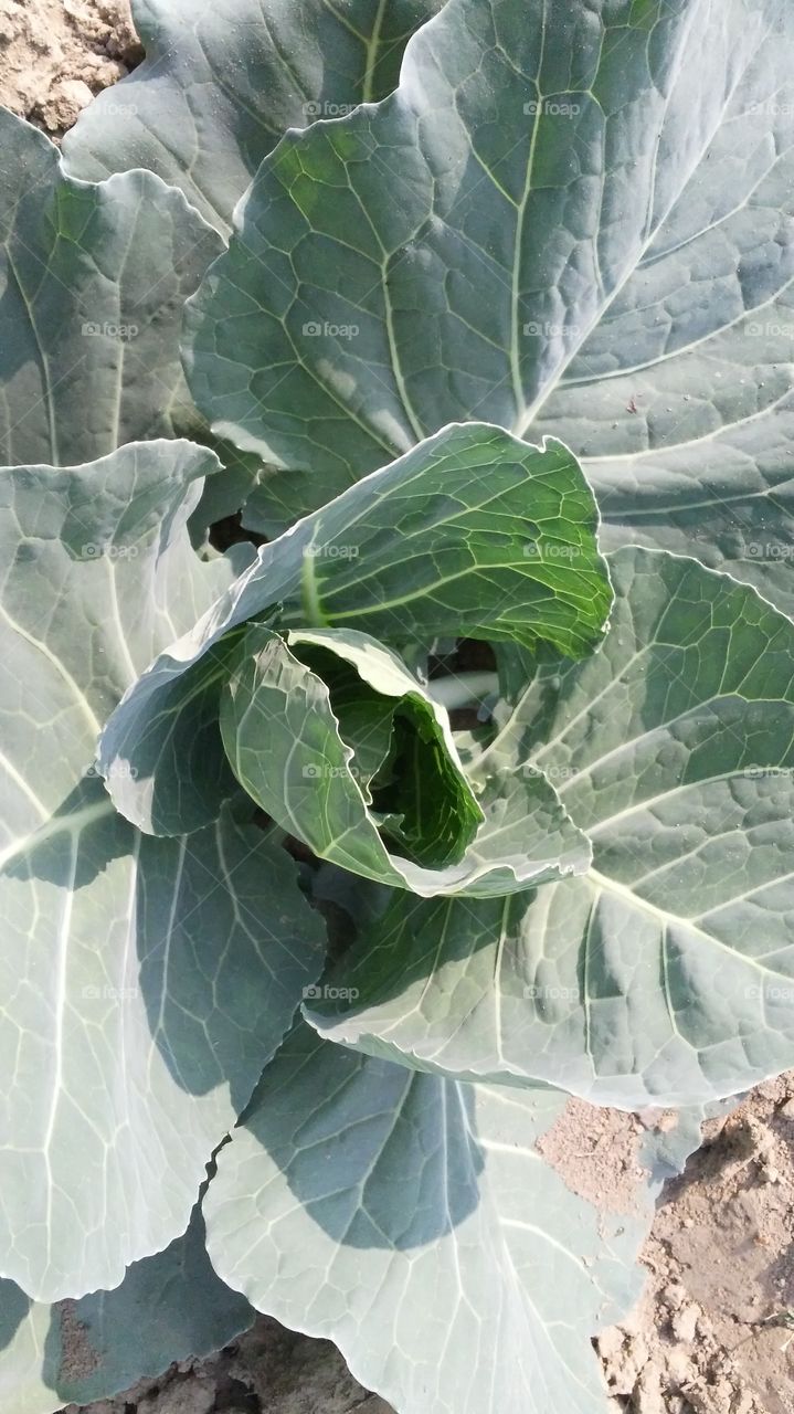 Cauliflower cultivation in the garden.