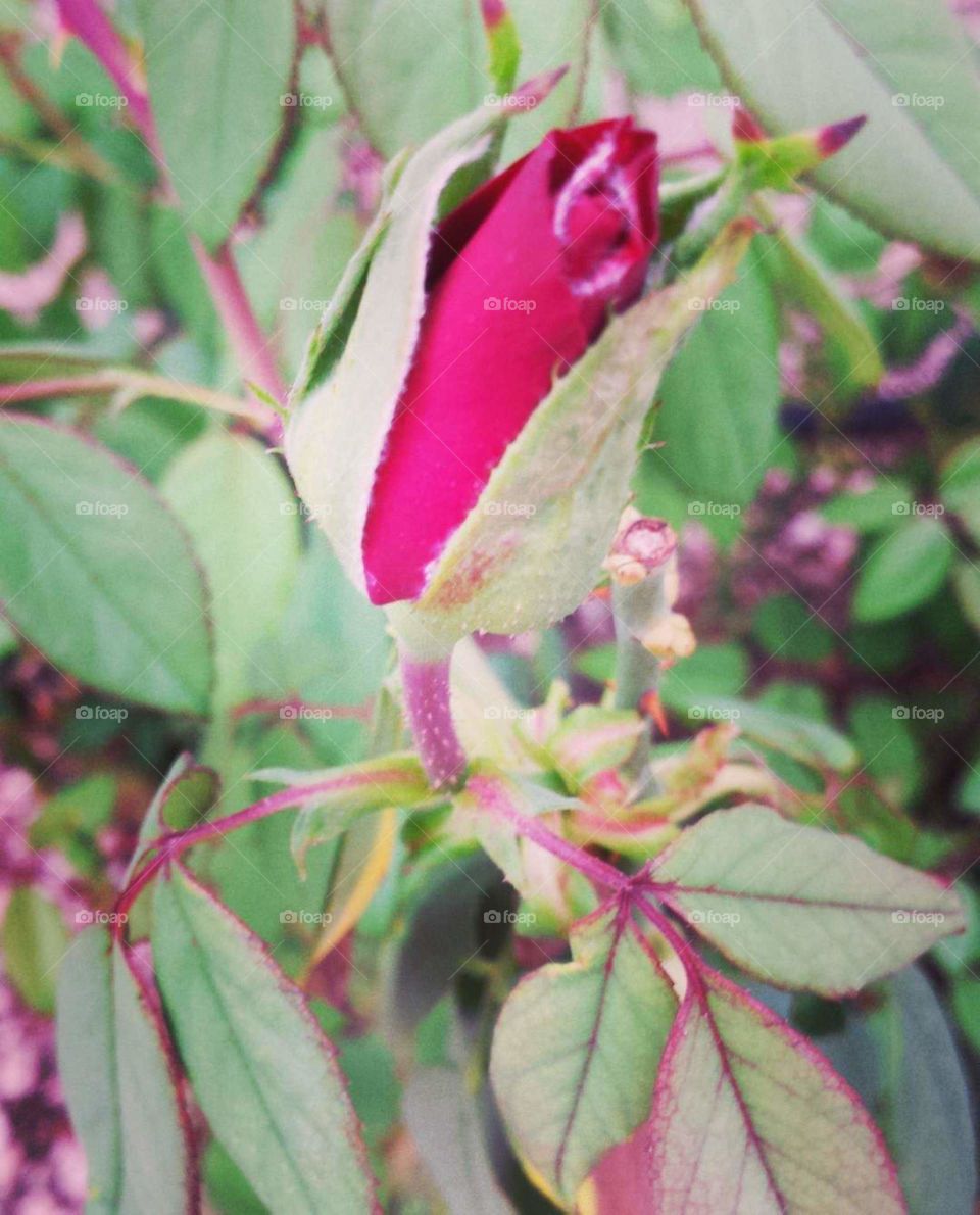 Rose blooming