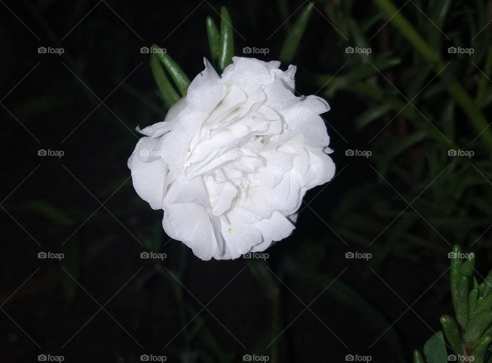 flowers in the night