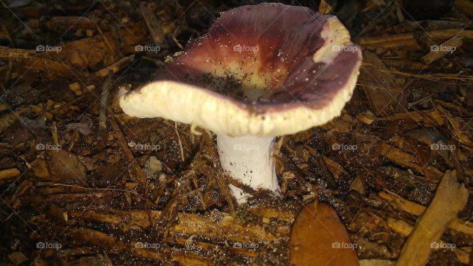 Mushroom, Fungus, Fall, No Person, Food