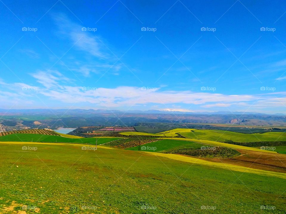 Green and yellow fields