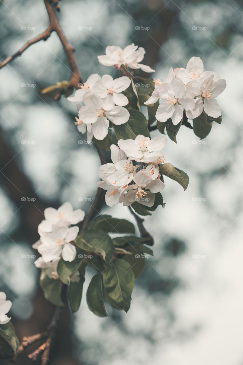 Close up of branches with white cherry blossoms in orchard in spring. Spring flowers. Spring background