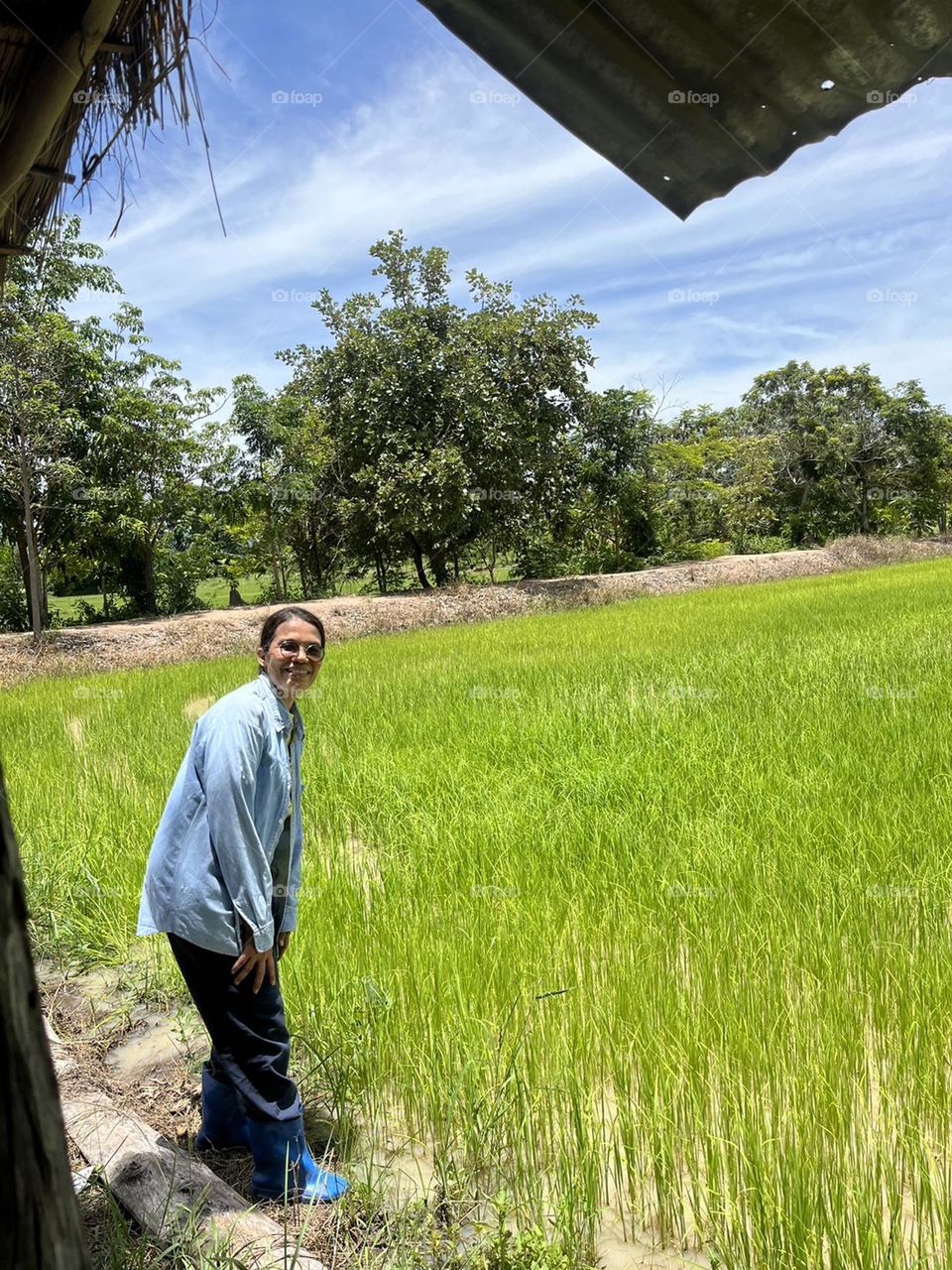 My family grows jasmine rice in Nakhon Sawan province @ Thailand 🇹🇭