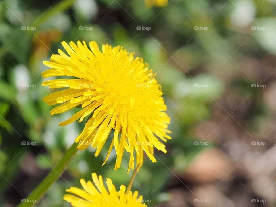 Dandelion