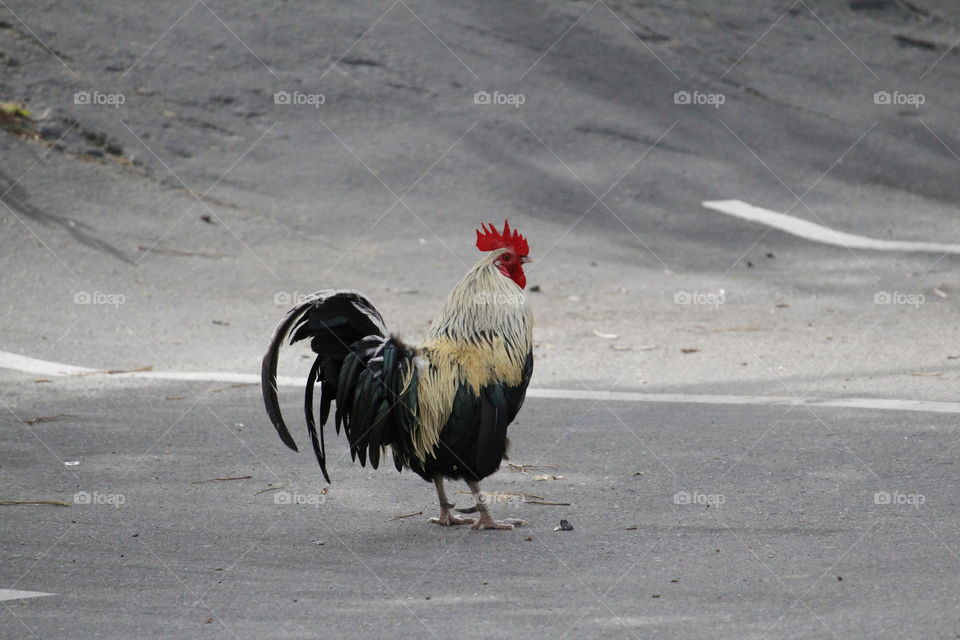 wild rooster. Neighborhood bird. Northern California