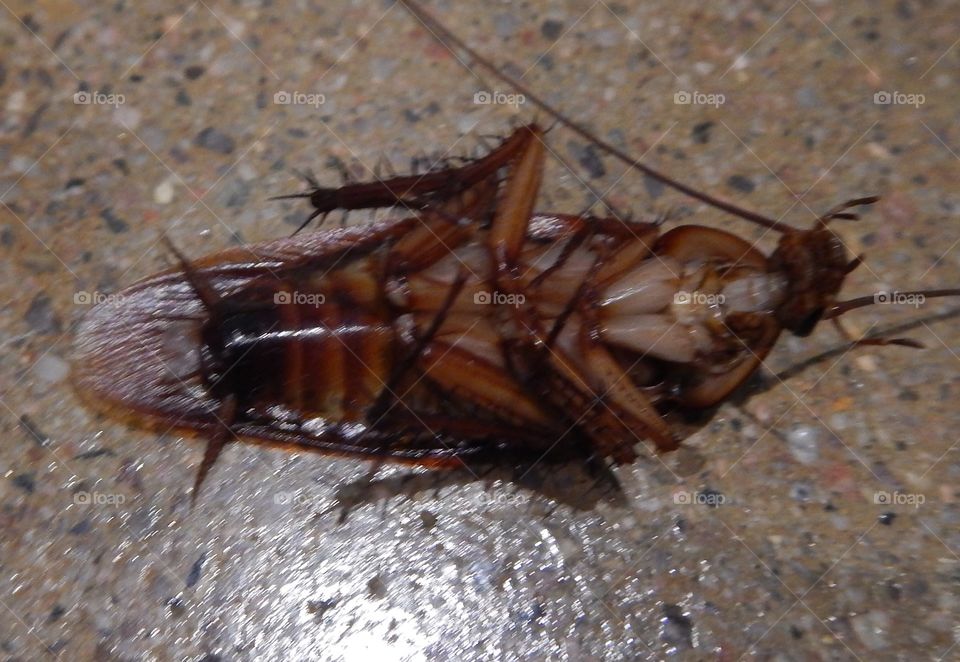 La cucaracha. Lovely day at work