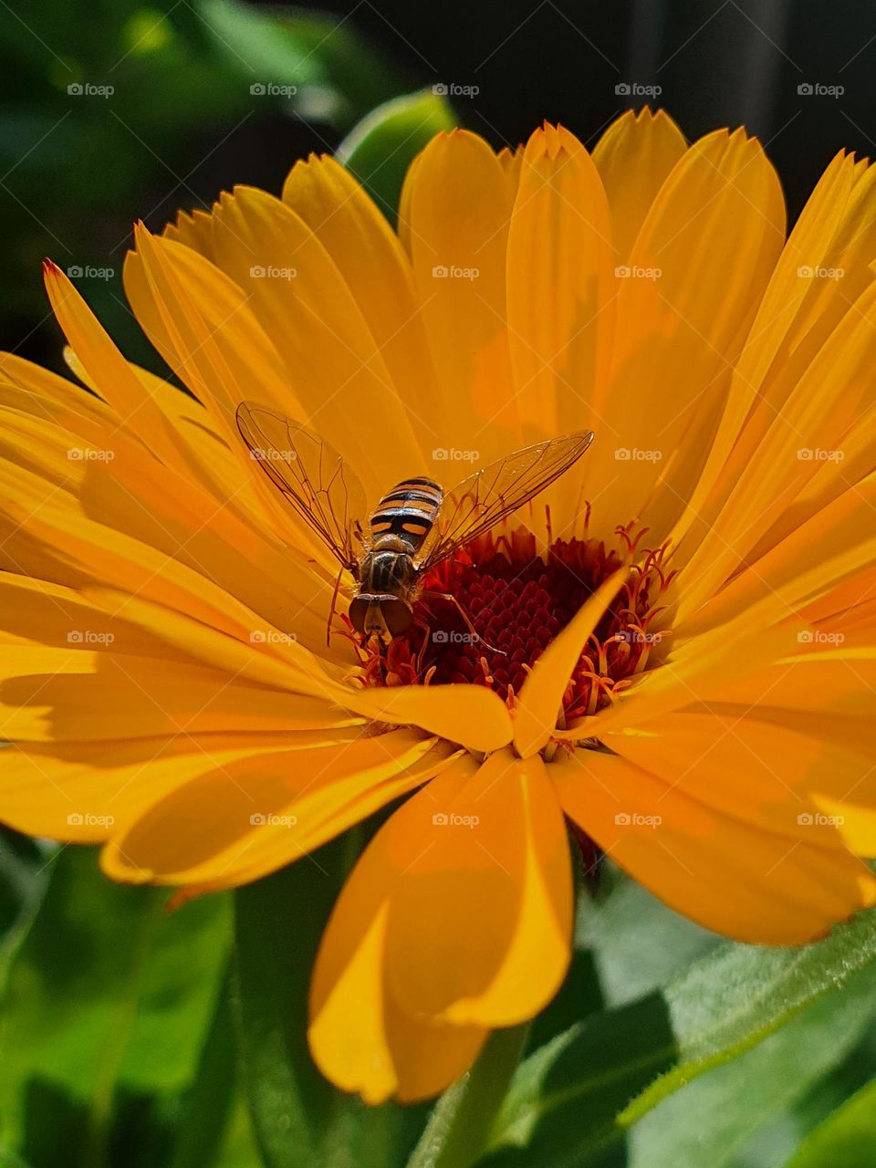 Hover Fly on Calendula Flower