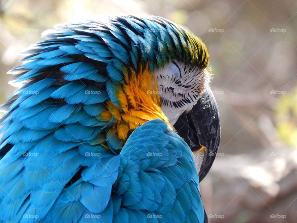 Parrotdise