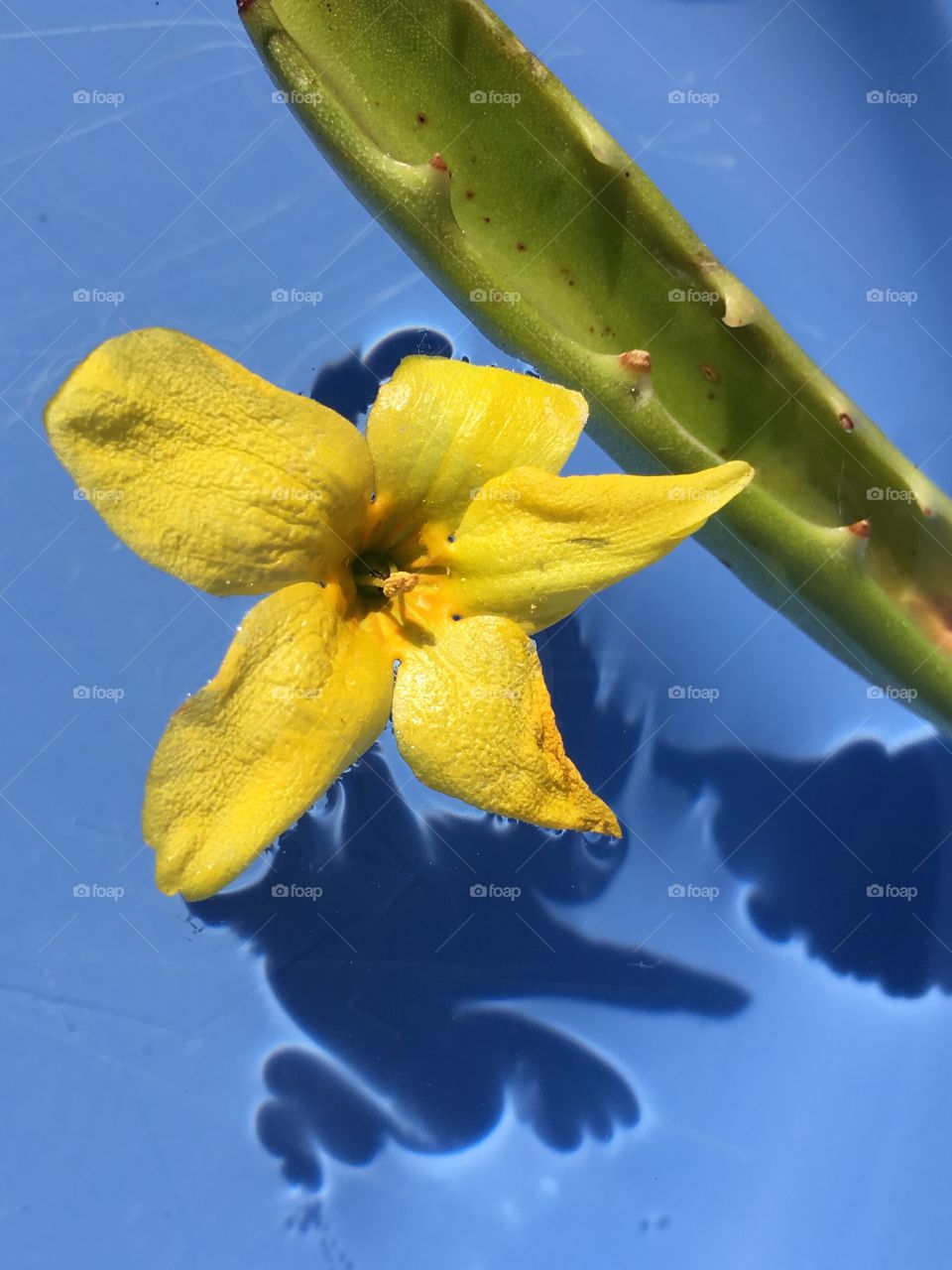 Yellow Forsythia flower with green Aloe Vera leaf floating on water in blue bowl