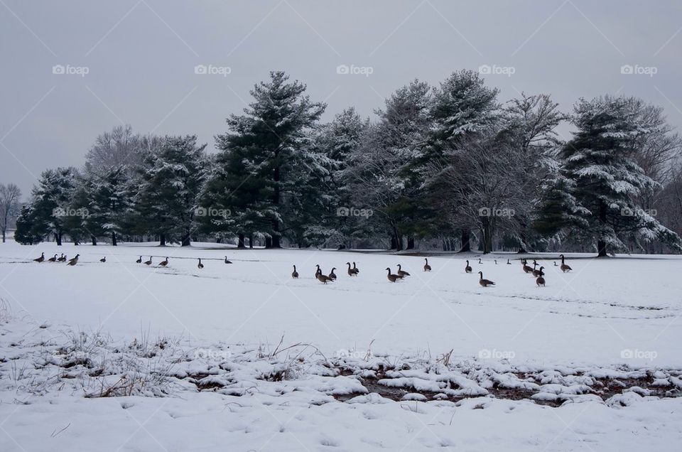 Snow covered golf course