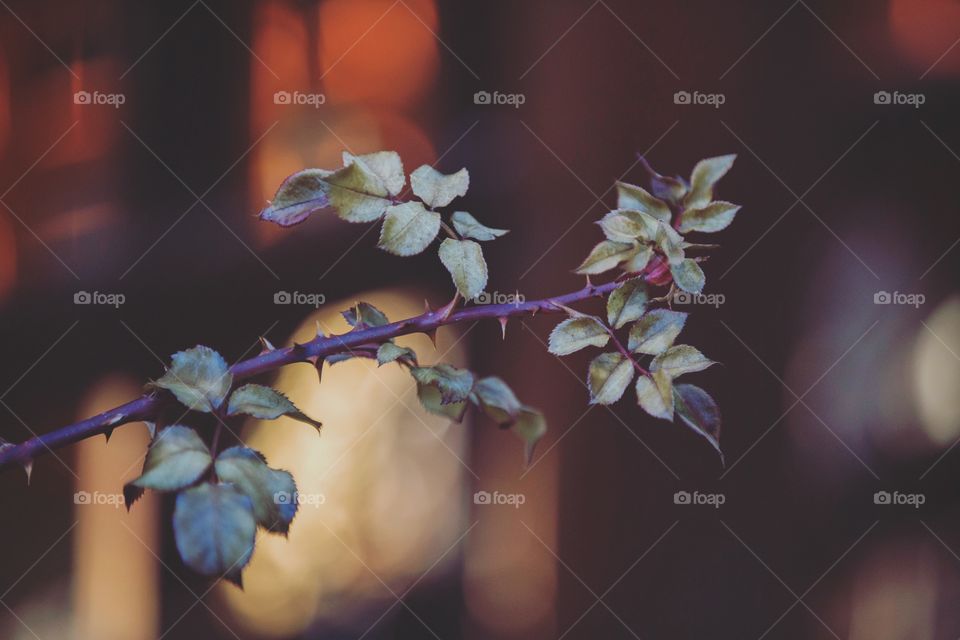Flower, Blur, Nature, No Person, Branch