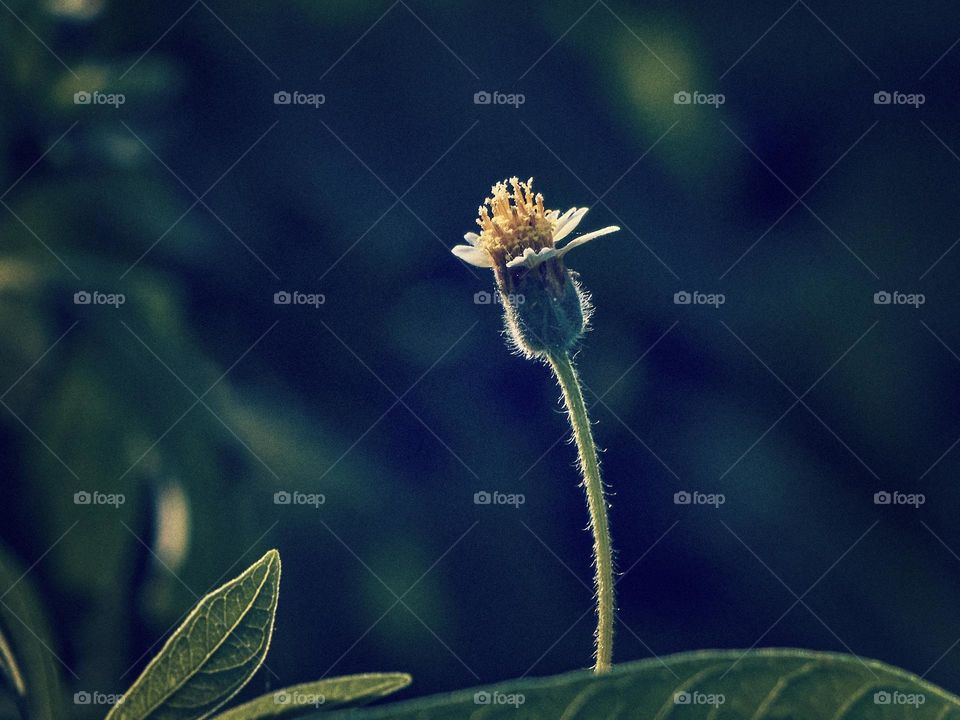 Floral photography  - coat button- daisy