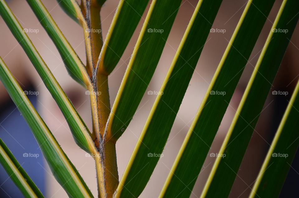 Palm leaf