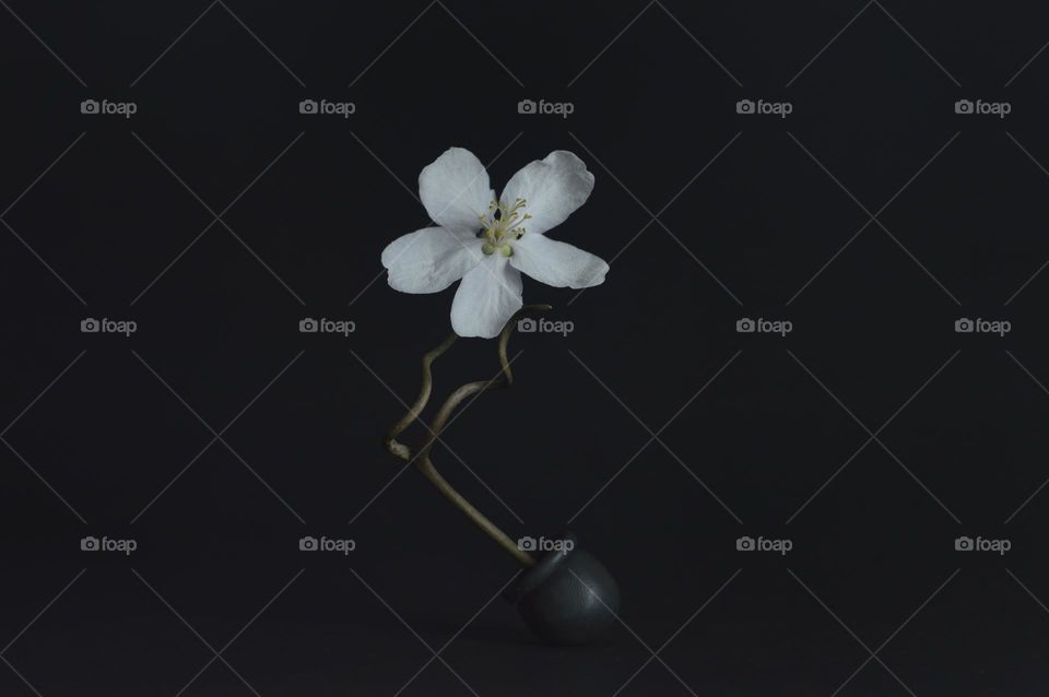 a black opaque vase stands on a dark background. in a vase, a winding stem of a flower. white flower with five petals at the very top. pistils and stamens are visible.