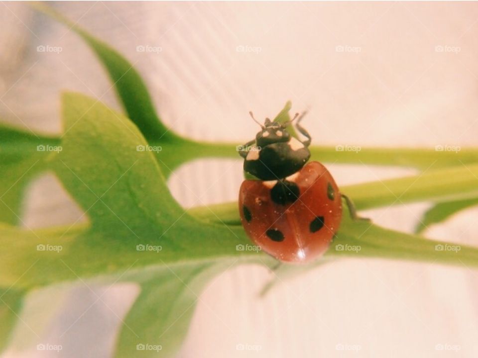 ladybug