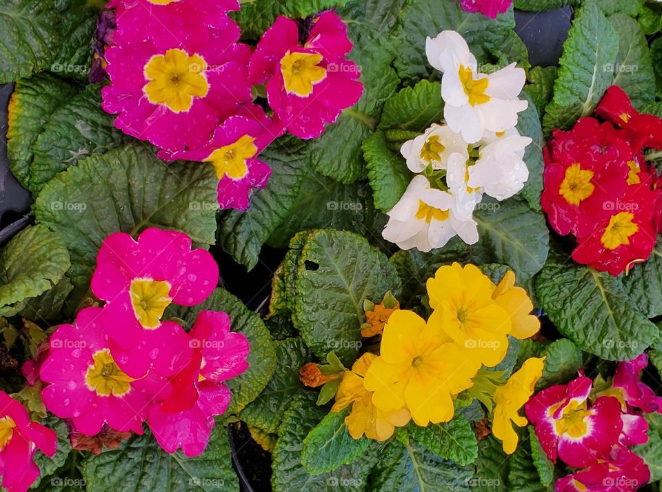 Primrose Flowers in the Garden