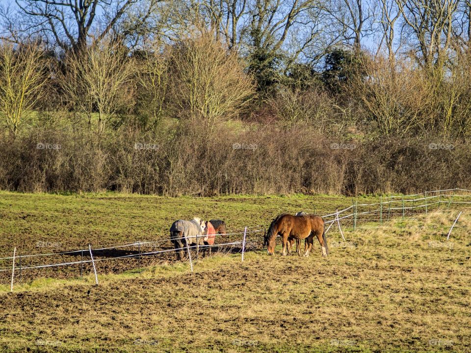 Horse. Field