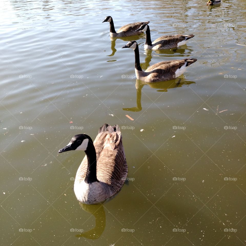 goose geese. green bay wi 2015 
