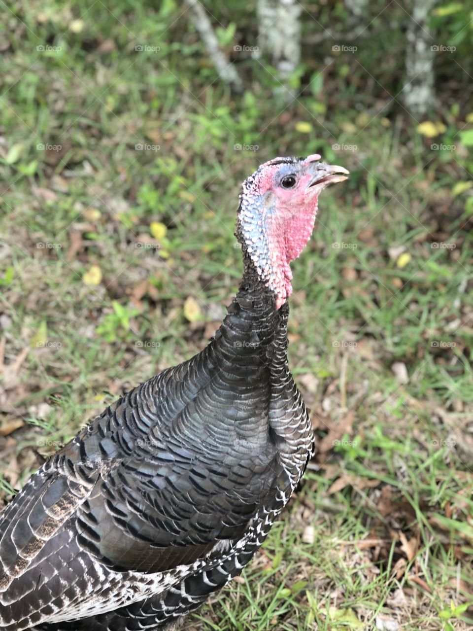 Isn’t he beautiful caught my neighbors turkey in my back yard ...