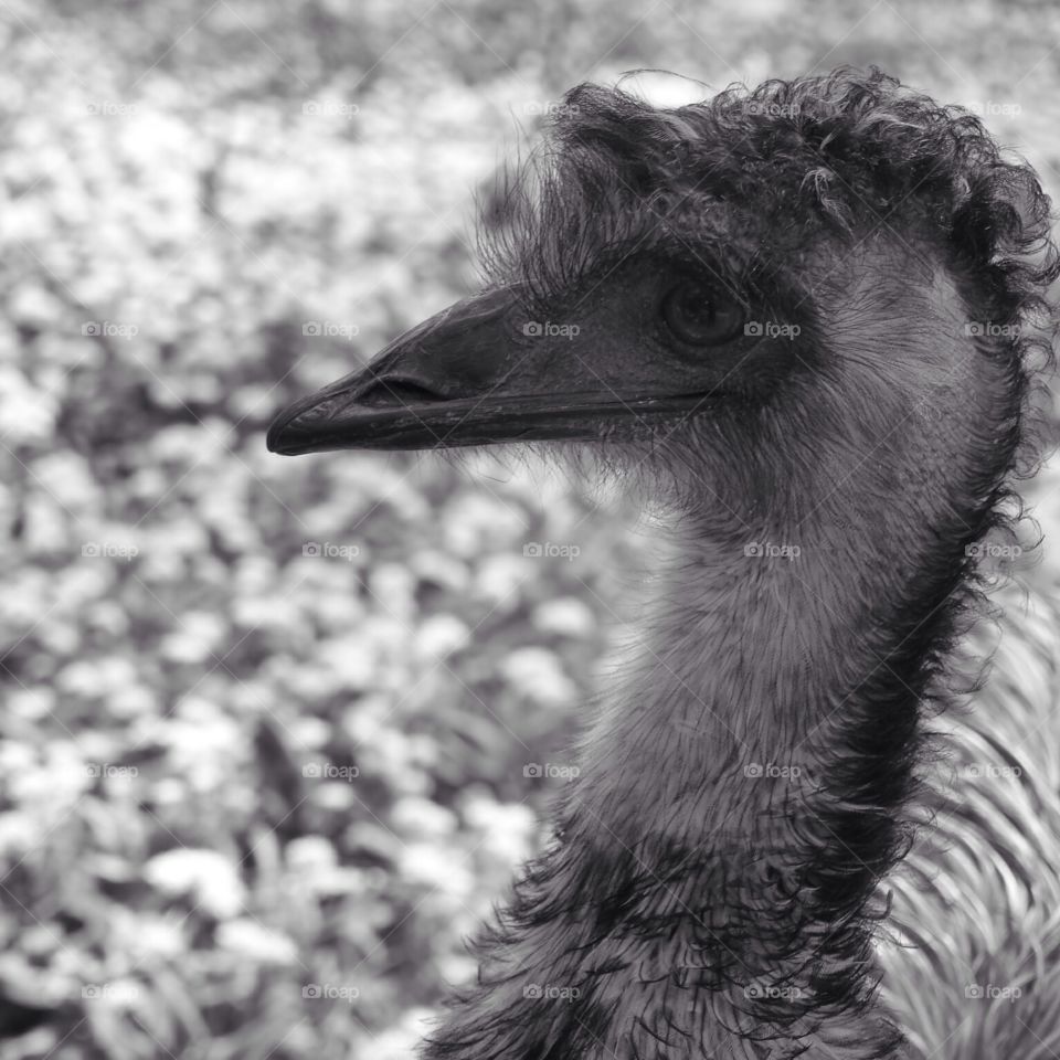 Emu
