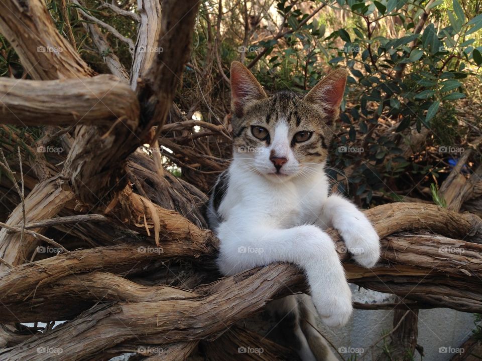 Rosmarin Cat. This is one of 9 cats at the Hotel irine mare on Kreta