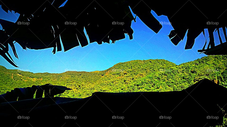 Walking through the banana 🍌 plantation