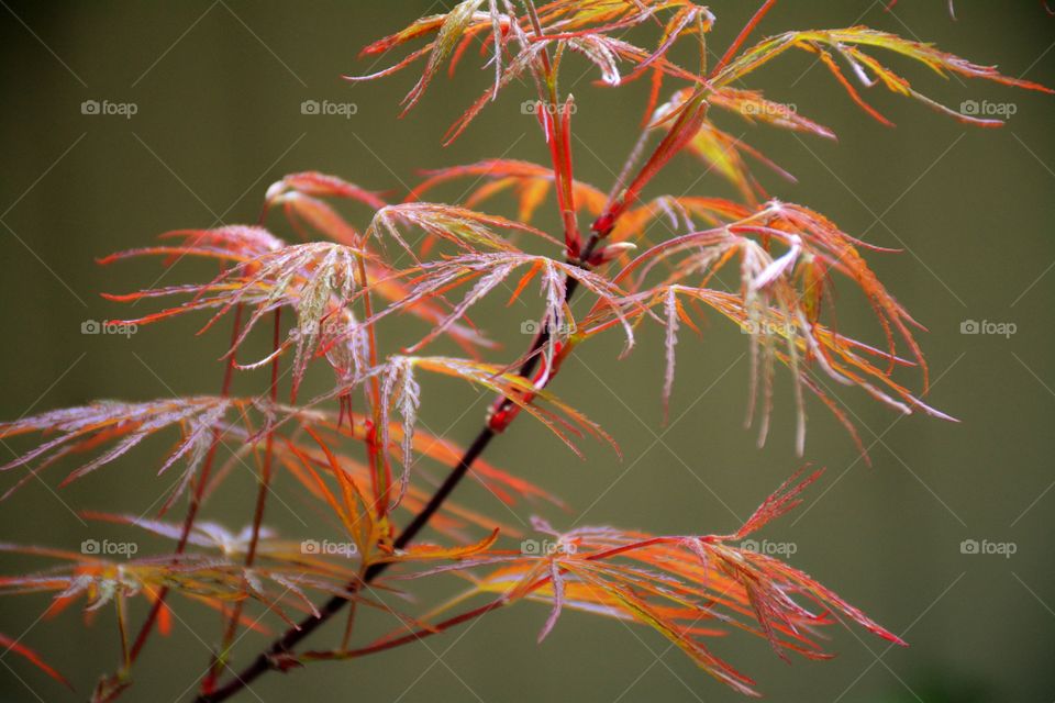 Japanese maple branch