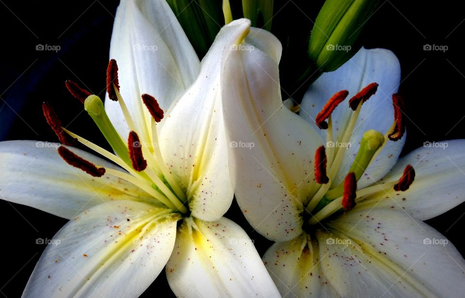 Two Beautiful White Lilies in Full Bloom