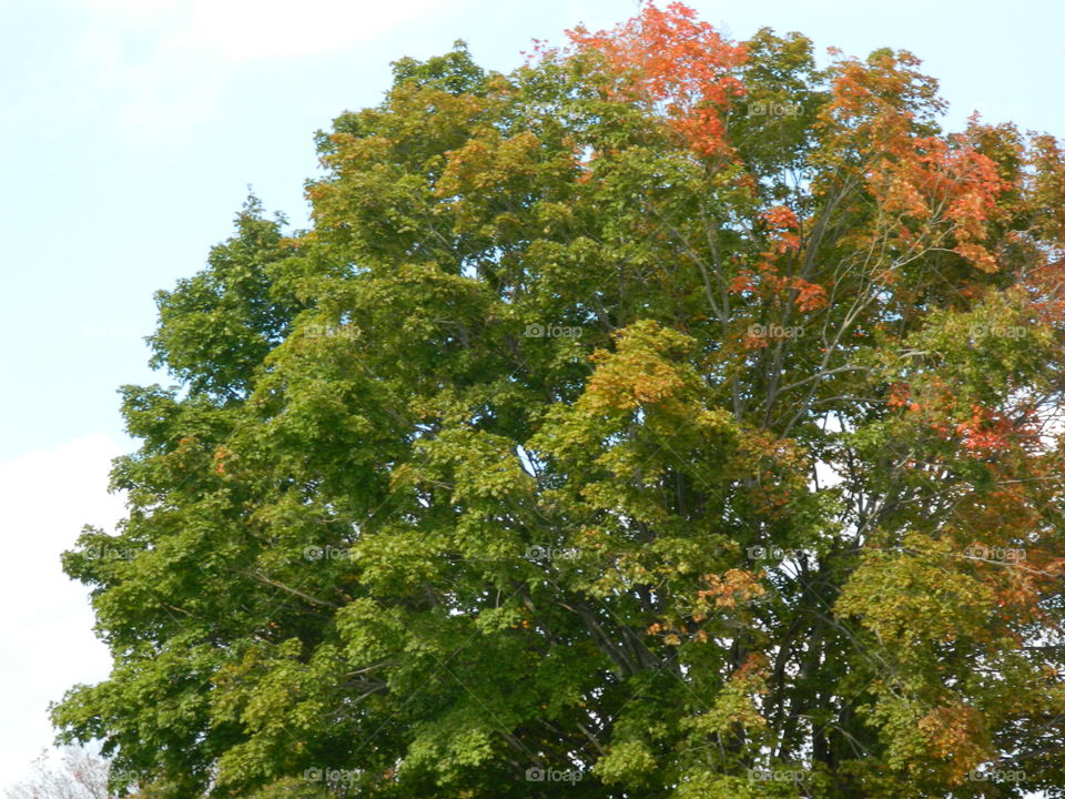 Leafy tree with leaves beginning to change color
