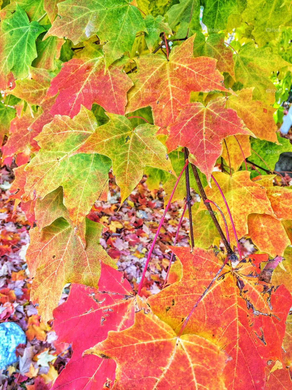 Autumnal Colours . Gorgeous foliage on my street