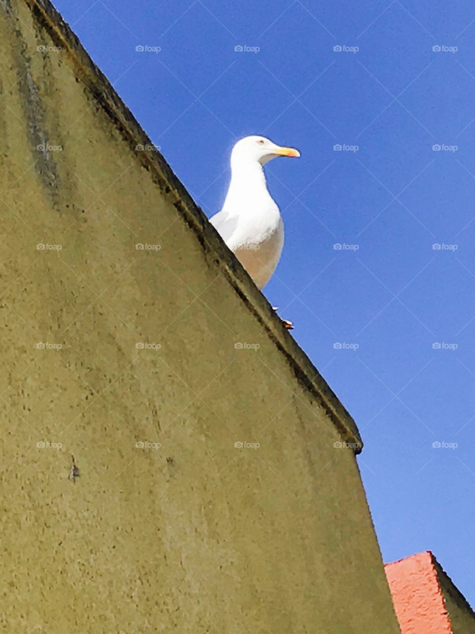 Seagulls-walk-roof