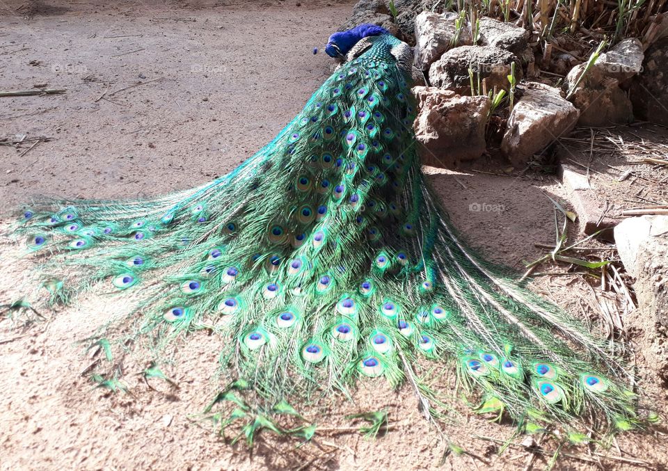 Peacock preening blue and green tail feathers
