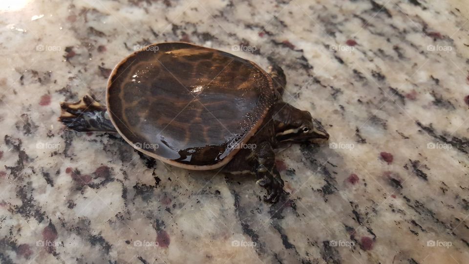 aquatic turtle. My beautiful aquatic turtle