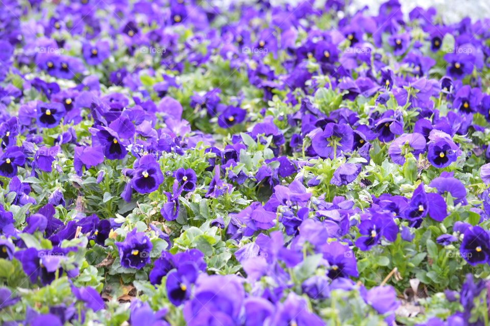 Sea of purple pansies. 