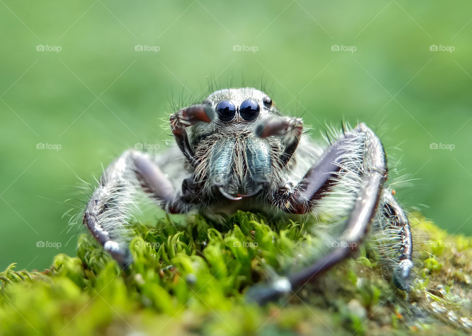 Jump Spider Hyllus