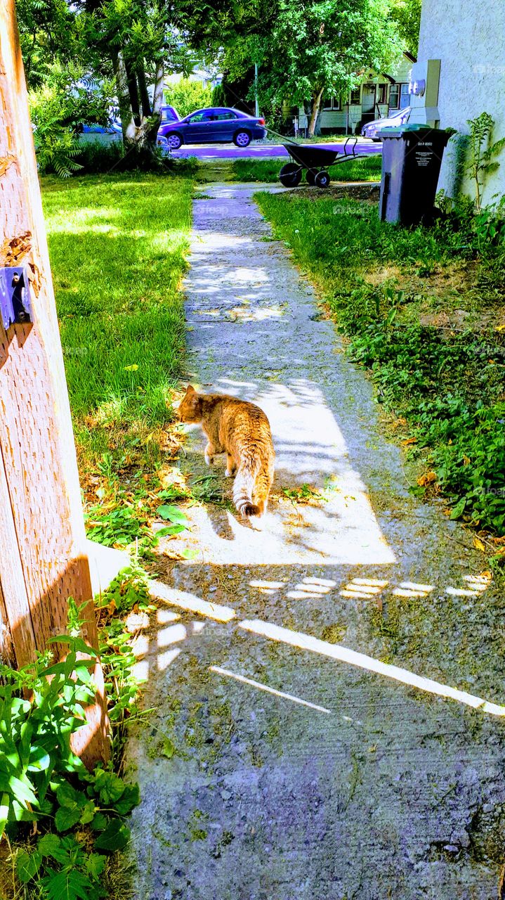 Kitty inspecting grass near sidewalk