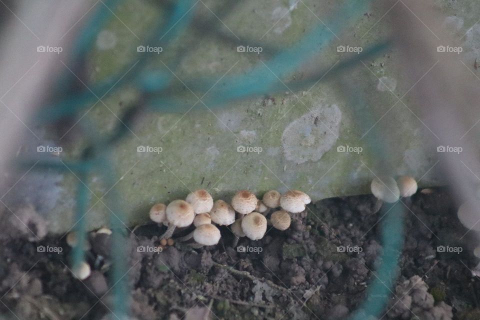 Small tiny mushrooms grown on the forest floor by a tree trut