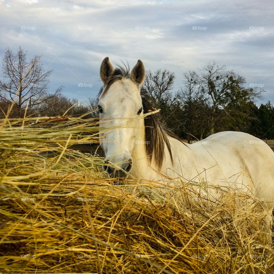 View of a horse