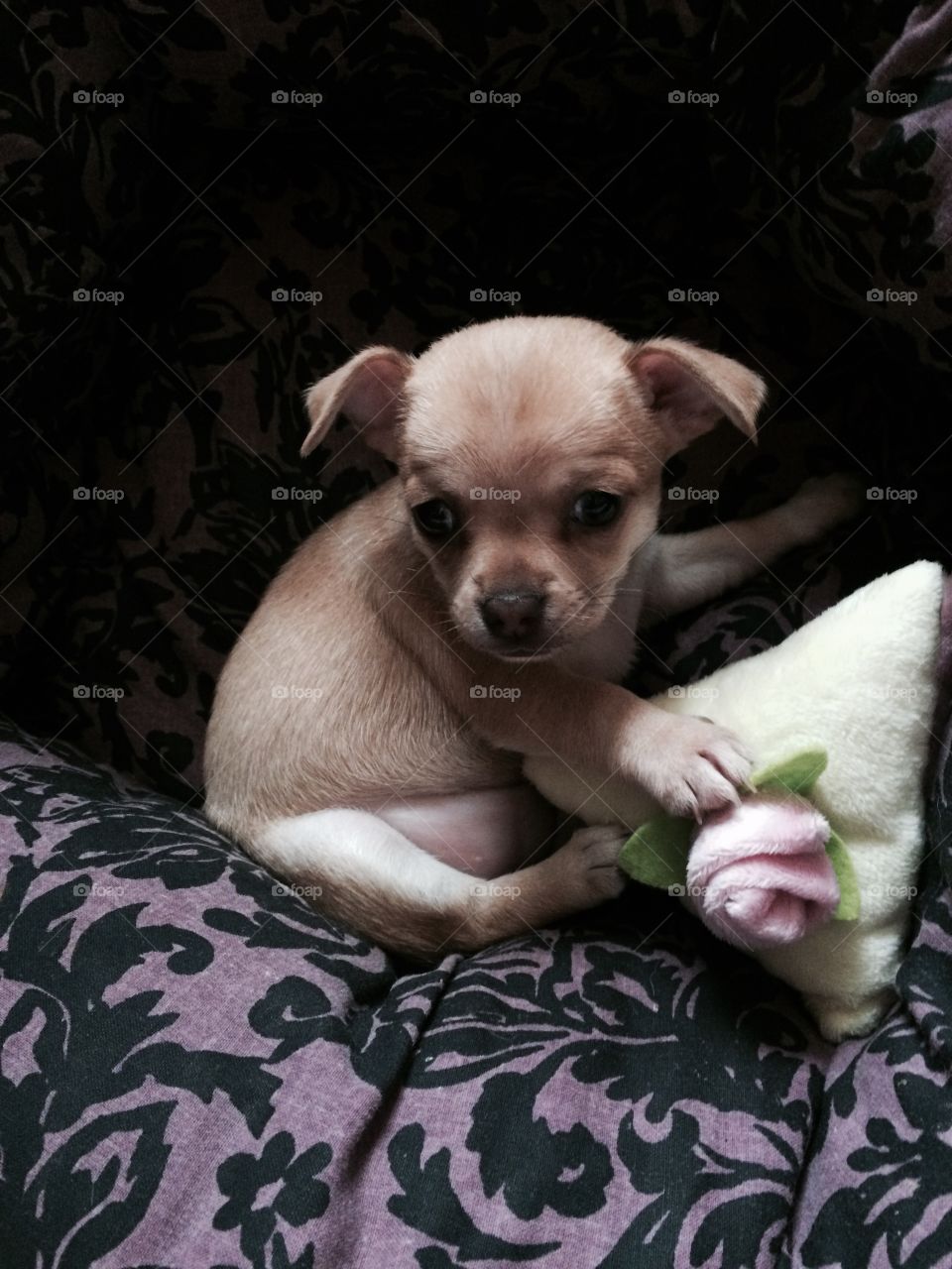 Marni the chihuahua puppy. This is a chihuahua puppy I bred called Marni, KC registered